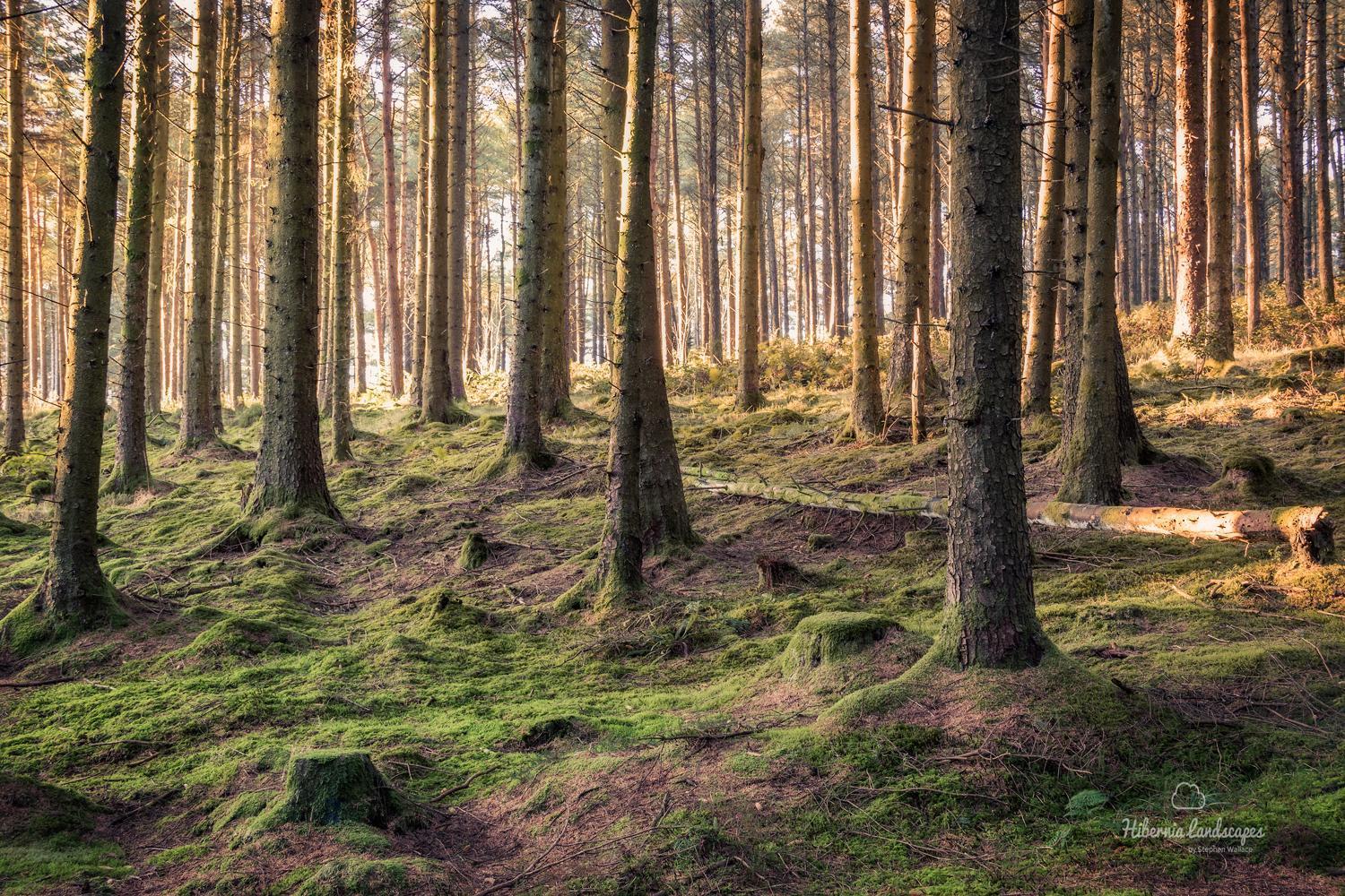 Готель Oakwood Glamping Mourne Mountains Moyad Екстер'єр фото